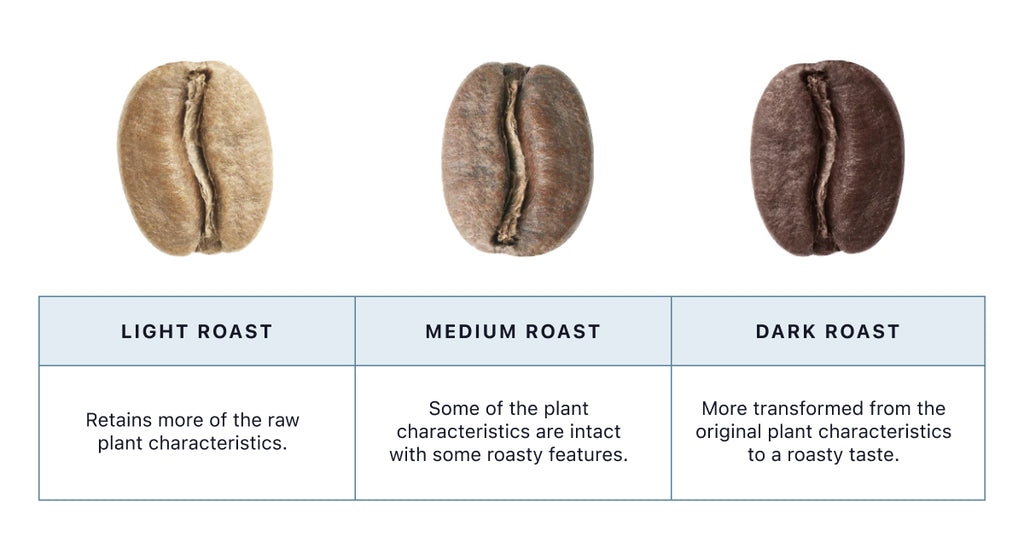 The Impact of Roasting on Coffee Flavors & Taste, Roast Level Chart, Light Roast, Medium Roast, Dark Roast